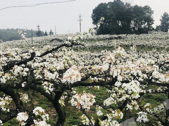 一片"雪白!永川黄瓜山的六万亩梨花开了_大渝网_腾讯网