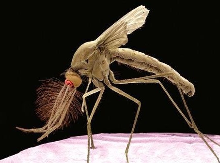 蚊虫叮咬起红包 用什么药能消除