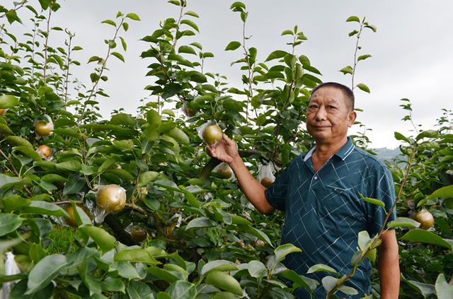 酥脆爽口！永川吉安镇2万亩梨新鲜上市 等你来品