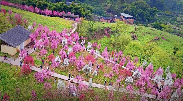 主城赏花再添打卡地下周二到走马观新版千亩桃林