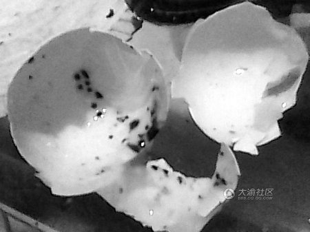 大渝网友买到斑点鸡蛋 专家建议别食用