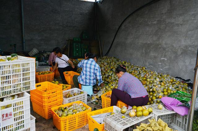 酥脆爽口！永川吉安镇2万亩梨新鲜上市 等你来品
