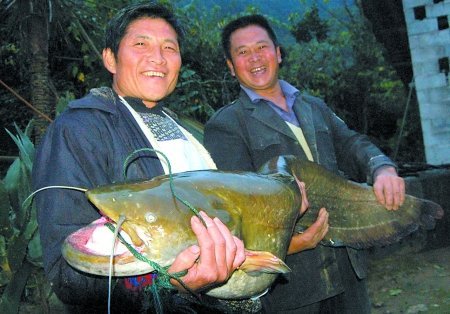 最牛"姜太公" 一个月连钓两条鲶鱼王(图)