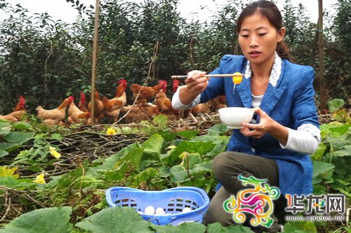 大学生创业搞原生态农业 天价鸡蛋 40多元一斤