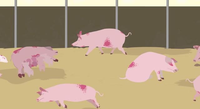 中国首例 非洲猪瘟 爆发 市场上的猪肉还能吃吗