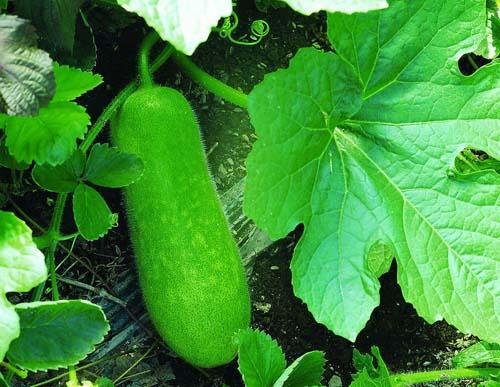 什么蔬菜对肝脏最好菜 50504733.jpg