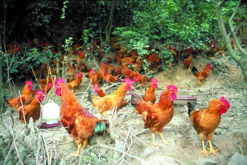 鲜菜鸟生活馆亮相主城 石柱高山生态土鸡受市