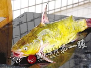 千万别小看鱼鳍的威力 它可能会要了你的命