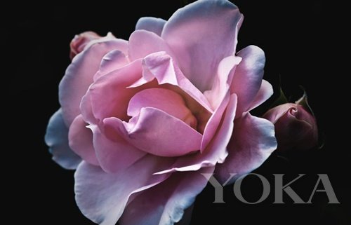 看护肤品藏着的草本植物功效