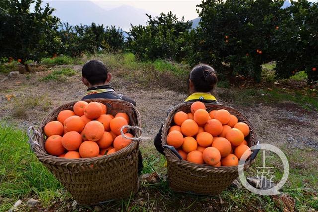 品牌价值超26亿 奉节如何把脐橙做到全国第一