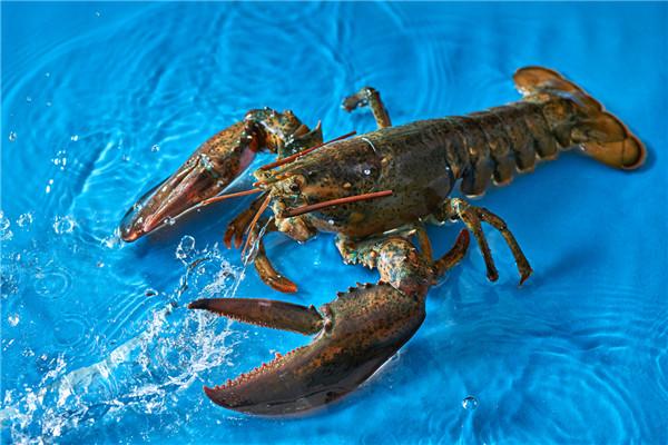 梭子蟹的功效与营养价值 150311738.jpg