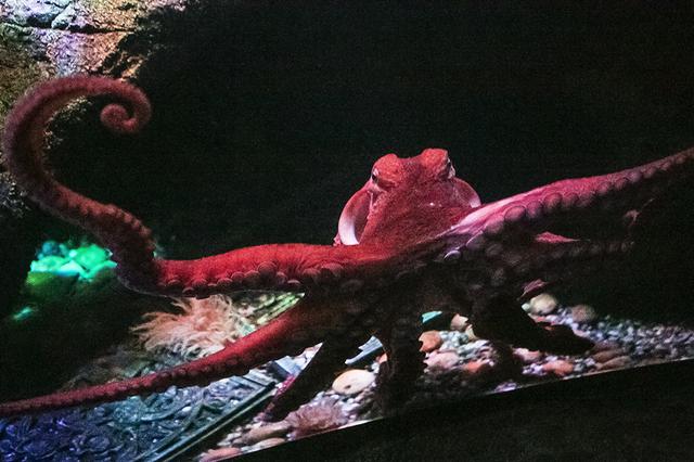 重庆首只太平洋巨型章鱼生日派对盛大举行