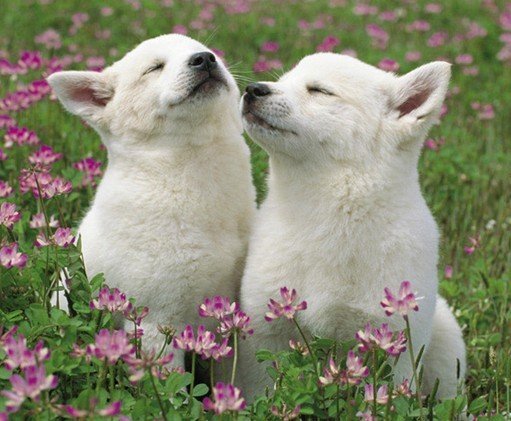 <em>女孩饲养</em>宠物狗狗 眼睛长出3条白色寄生虫_大