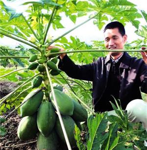 厉害!华南农大教授让热带水果在开州开花结果