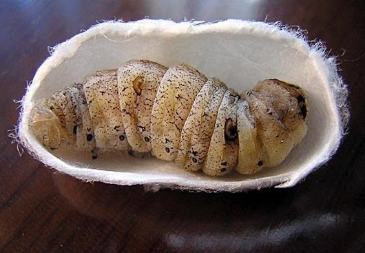 6.蛹