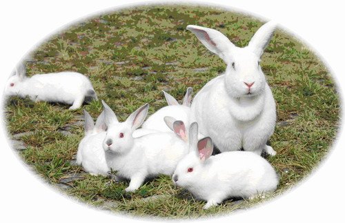 影响重庆 十家餐饮企业(2011)访谈之--阿兴记