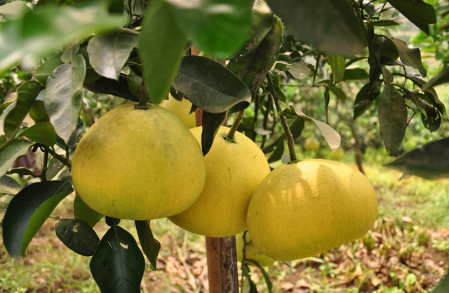 五布柚销售过半 认养柚树价格最高已达1880元