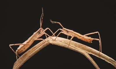 吕泽逸的昆虫摄影作品斑猎蝽