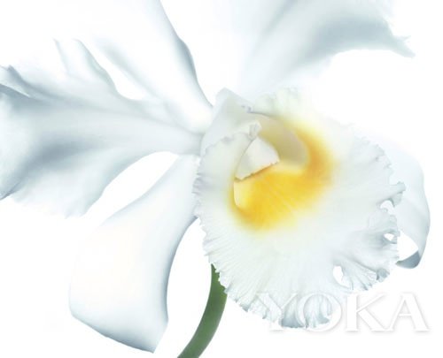 看护肤品藏着的草本植物功效