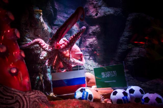 世界杯动物预测考试 重庆的章鱼鲲鲲及格过线