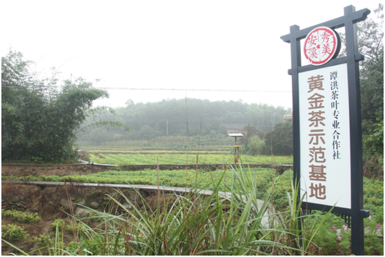 銅梁安溪鎮(zhèn)：搶抓“雙城記”發(fā)展機遇 打造茶旅融合旅游熱地