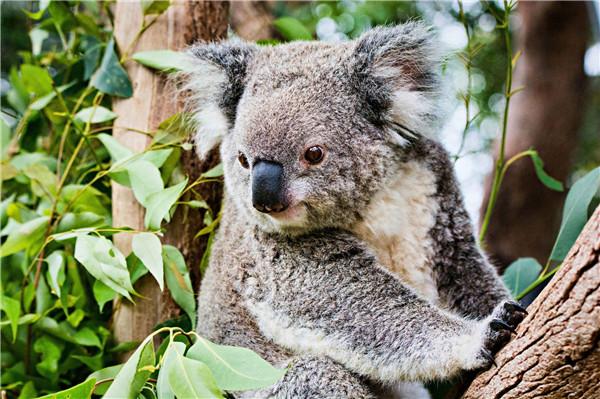 考拉在哪里可以买到 110377214.jpg