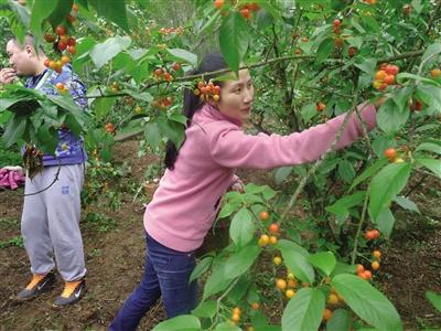 云雾山樱桃谷开门迎客 樱桃可现场采摘免费吃
