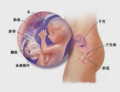 怀孕四个月 胎宝宝长什么样子?