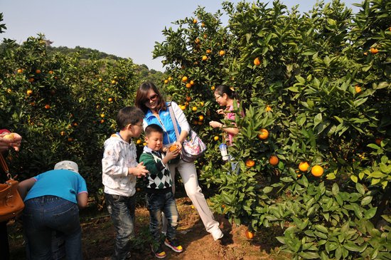 清明小长假忠县游人如织 三峡橘海最受青睐