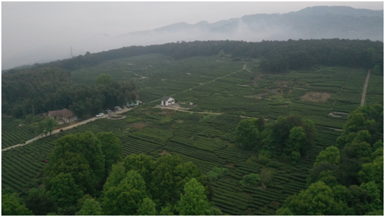 銅梁安溪鎮(zhèn)：搶抓“雙城記”發(fā)展機遇 打造茶旅融合旅游熱地