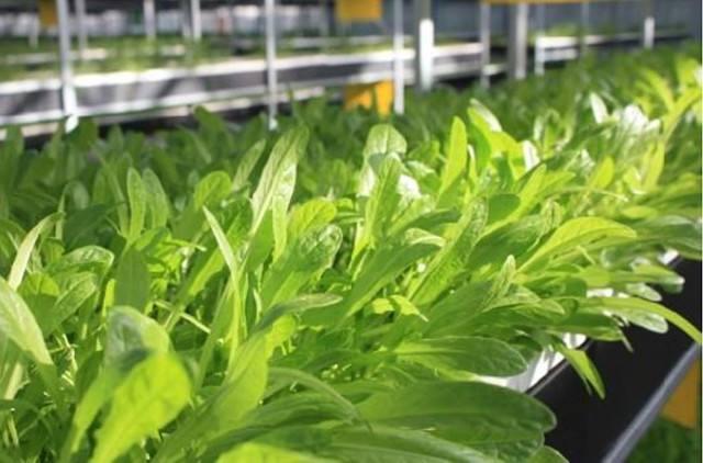 水培菜为何超市遇冷