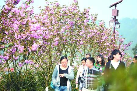 南川500亩樱花绽放 市民可免费赏花