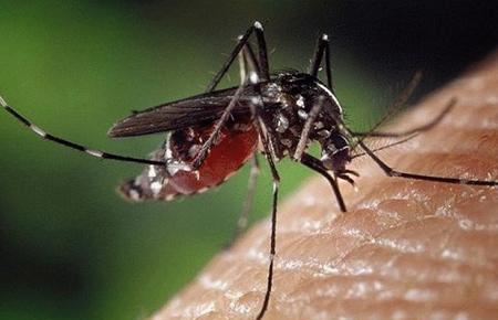 宝宝汗多易得登革热 5大奇招巧防蚊_大渝网_腾