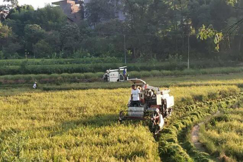 8月15日以来,万州区龙沙镇海螺村水稻进入收割季,稻田里隆隆作响的图片