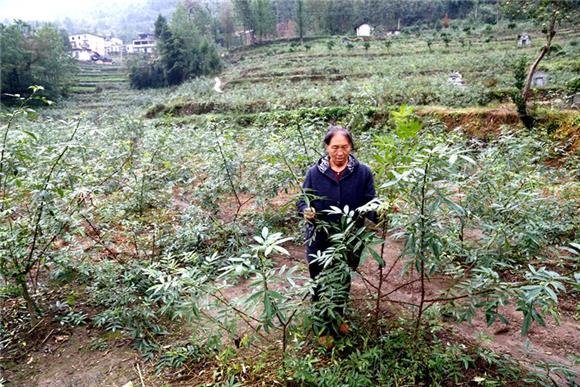 云阳荒废土地上种花椒铺就村民脱贫致富路