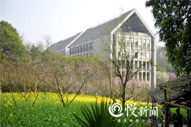 又到赏花好时节 来看最新版重庆高校赏花攻略