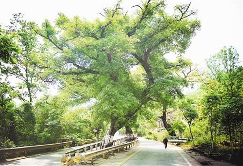云阳:路给树让道 200多岁黄葛树挺立路中央