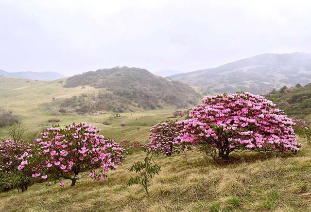 溪:红池坝惊现国内最大面积的高山原生粉红杜