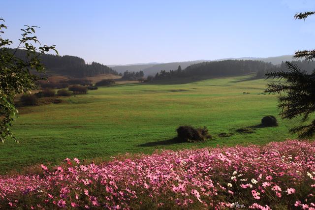 仙女山感恩母亲节 邀你来大草原野餐种格桑花