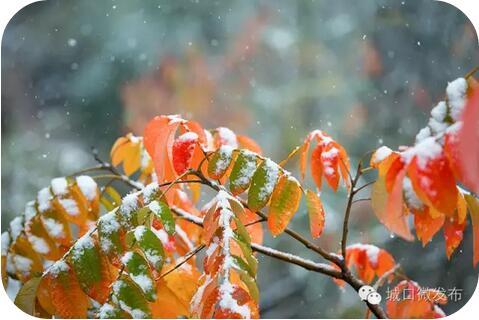 城口这场 彩雪 之恋感动全国 比迪士尼更具童话