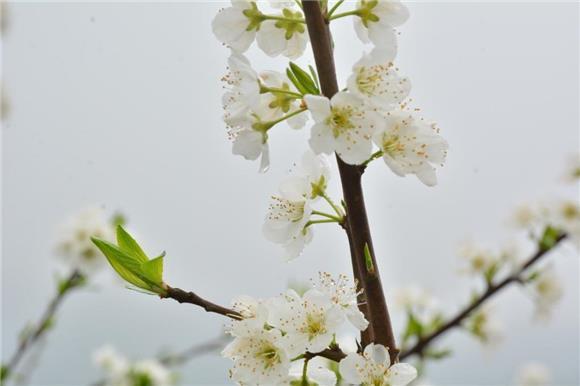 江津西湖镇“雪花”满天飞 笑迎游客八方来