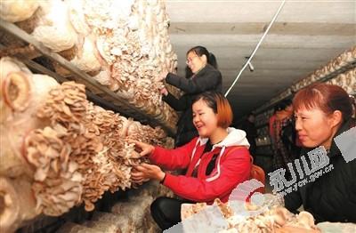 好玩!永川妇女比赛采蘑菇 80余人参赛