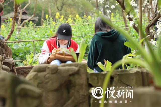 又到赏花好时节 来看最新版重庆高校赏花攻略