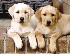 打飞的帮爱犬找老公 宠物红娘收入超白领