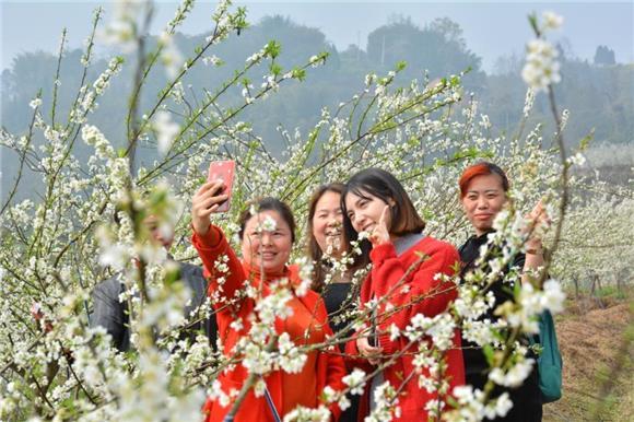 江津西湖镇“雪花”满天飞 笑迎游客八方来