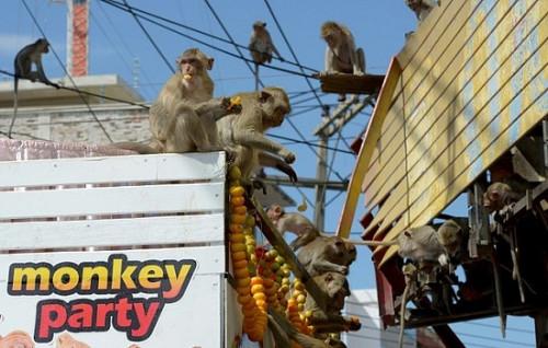 泰国猴子节 水果盛宴成食物大战