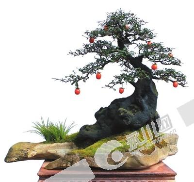 永川打造中国金弹子盆景艺术之乡