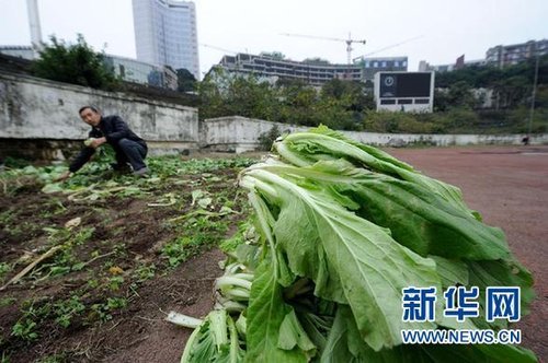 重庆大田湾体育场变菜地折射中国足球之殇_新