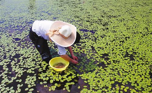 石柱:今年第一茬莼菜开采