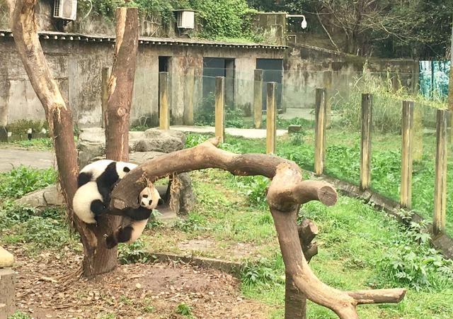 重庆动物园三只熊猫宝宝有名字了！快来看看它们叫啥